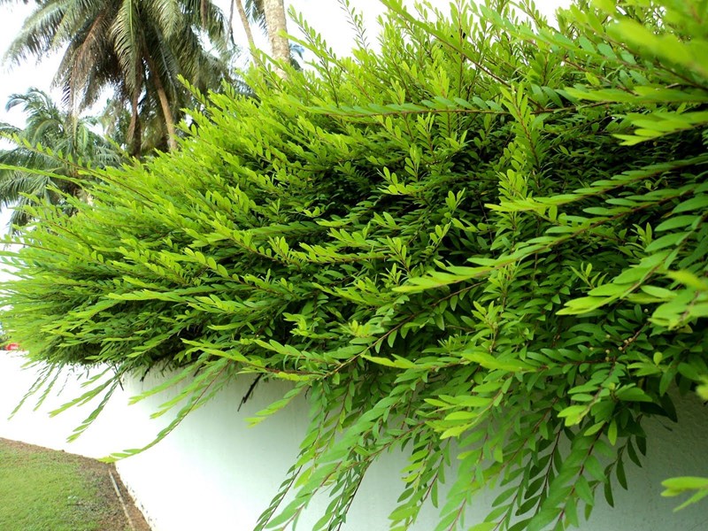 sơn liễu thái