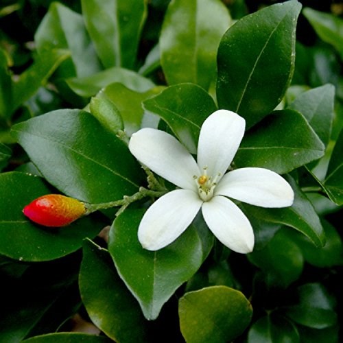cây nguyệt quế