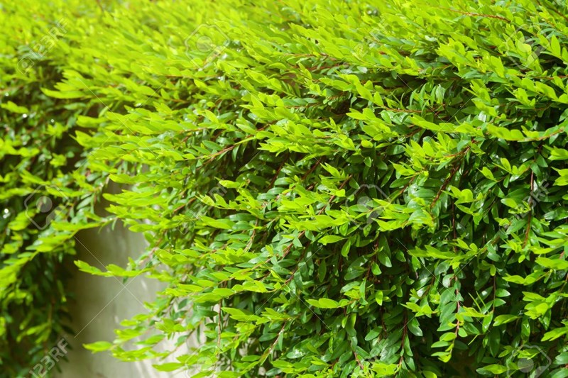 sơn liễu thái