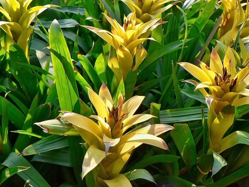 cây dứa cảnh sen