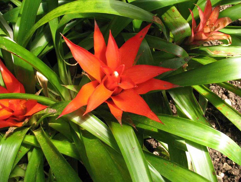 cây dứa cảnh sen