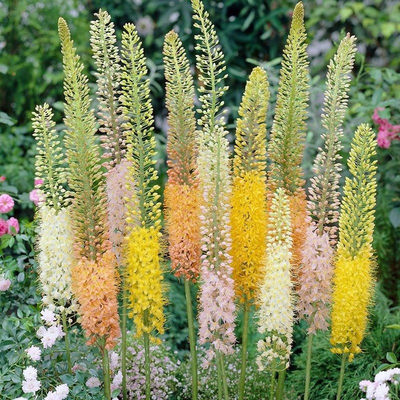 lily đuôi chồn