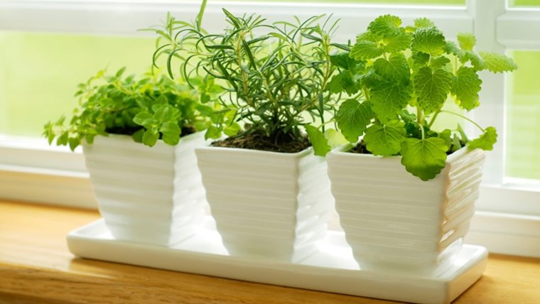Trẻ hóa không gian bằng cây xanh