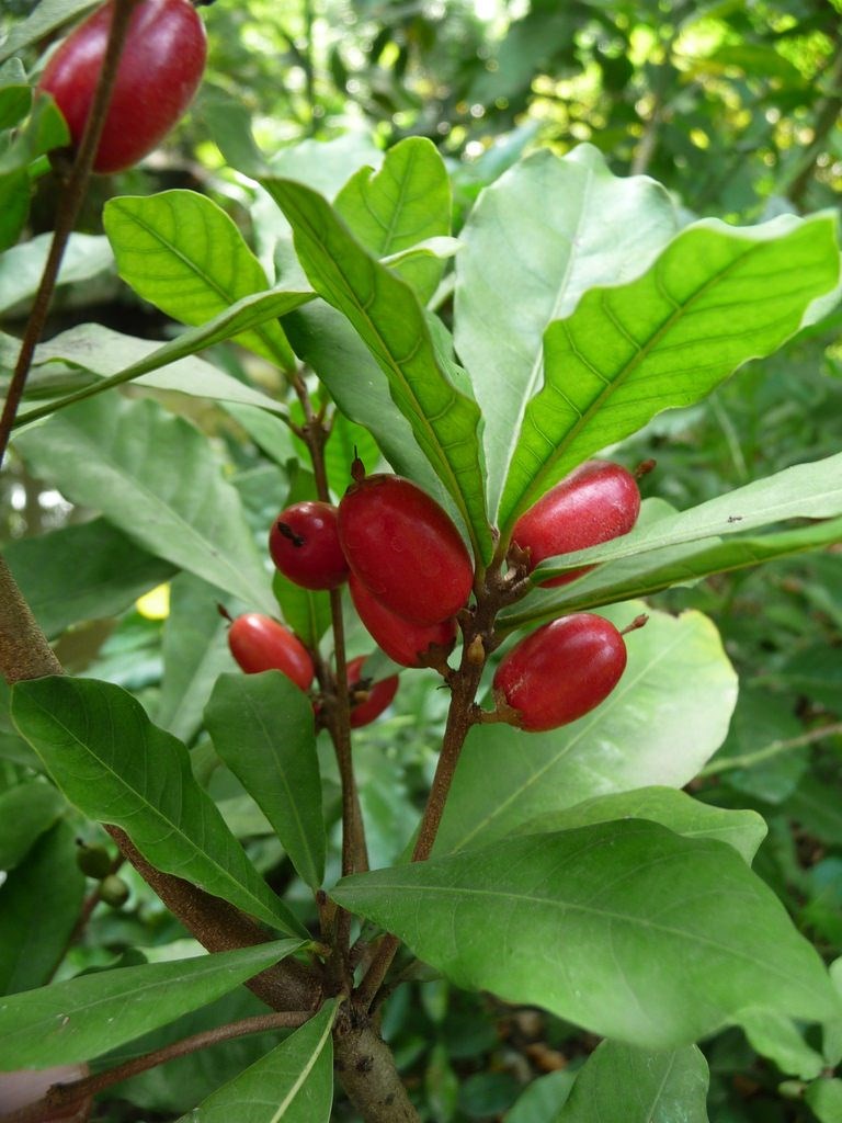cây thần kỳ