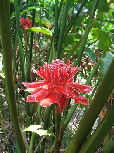 đa lộc