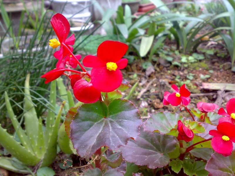 thu hải đường