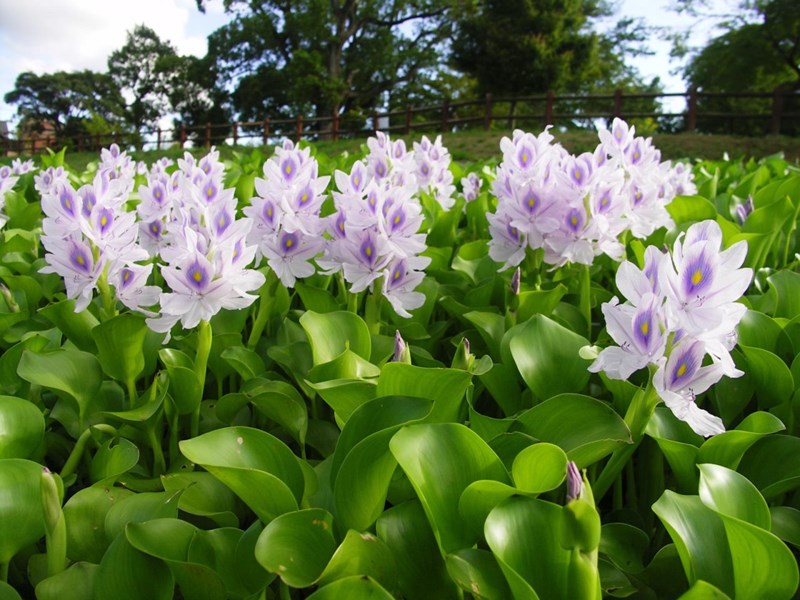 lục bình