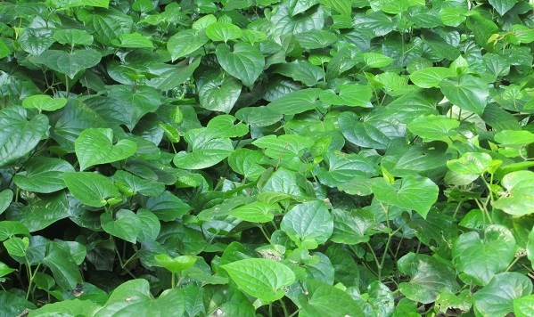 lá lốt