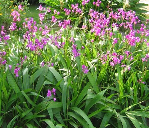 chu đinh lan