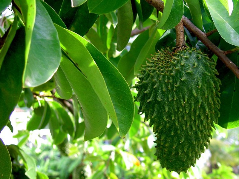 cây mãng cầu xiêm