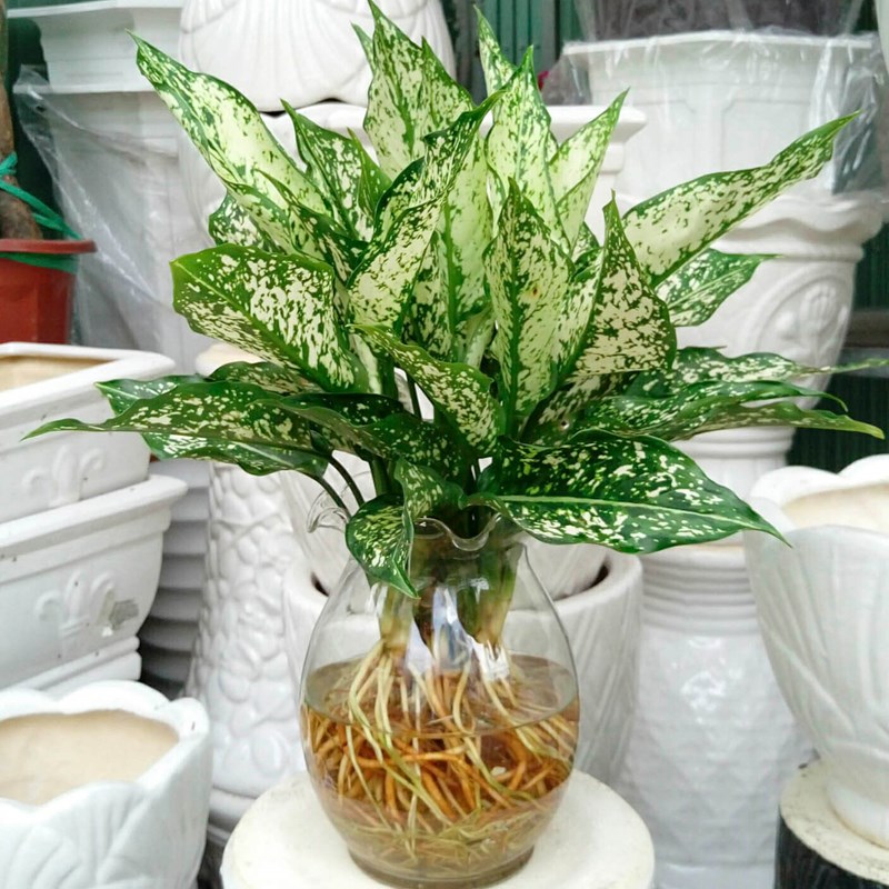 ngọc ngân