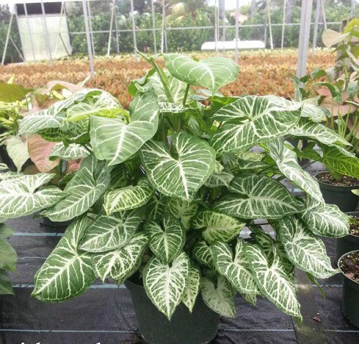 tróc bạc