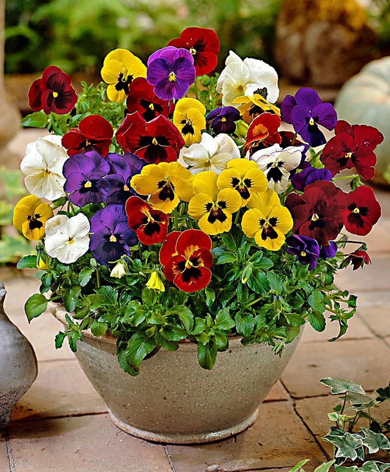 viola