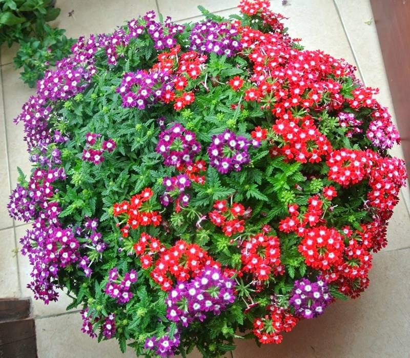 cúc nữ hoàng
