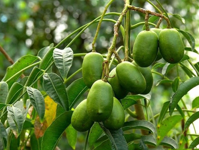 cóc