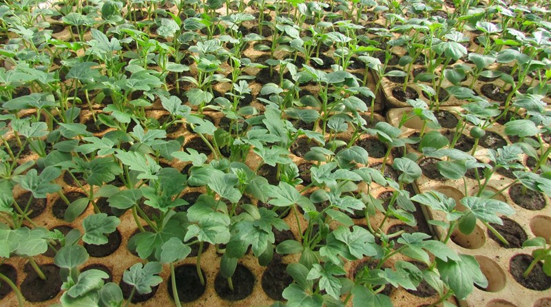 dưa hấu
