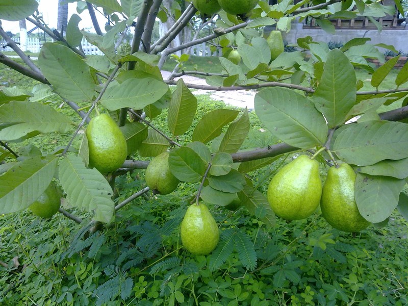 cây ổi