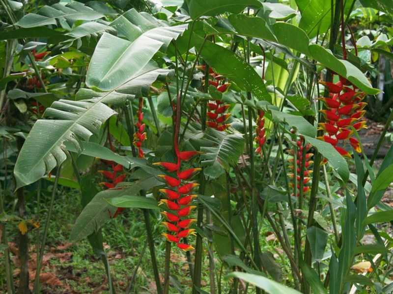 chuối tràng pháo