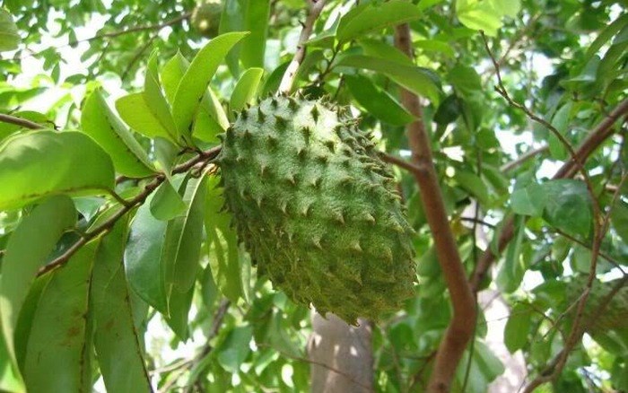 cây mãng cầu xiêm