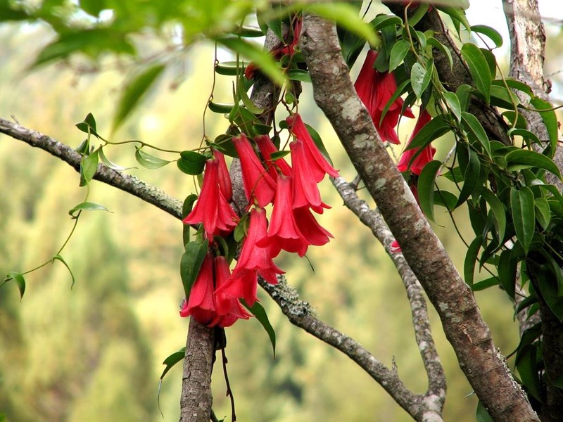 chuông chile