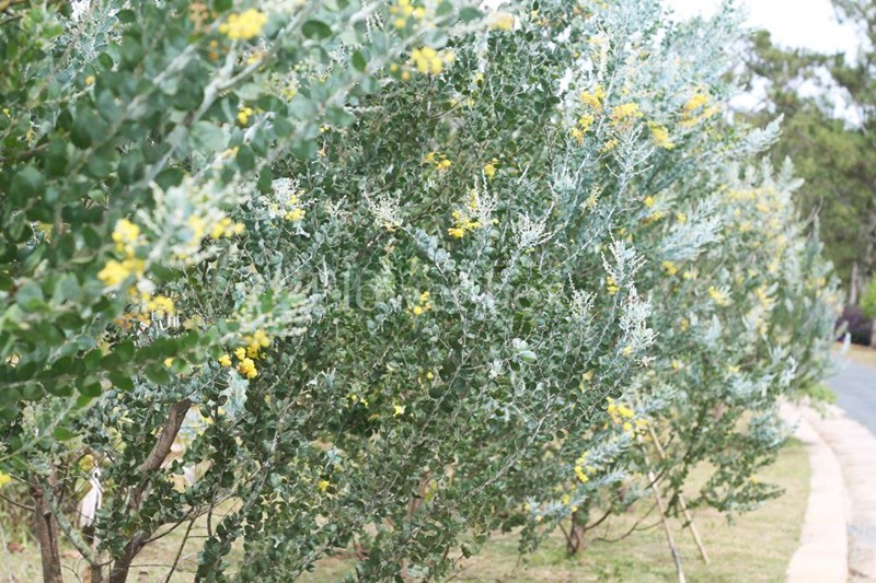 mimosa