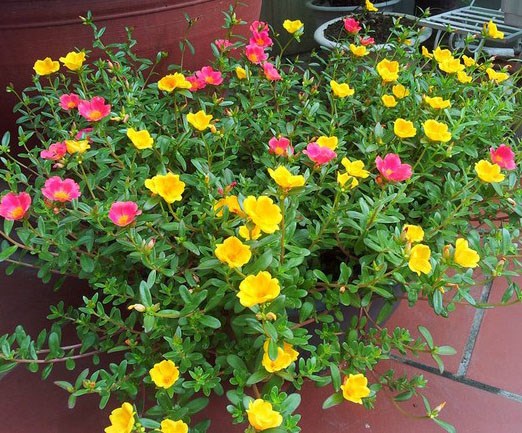 mười giờ sam