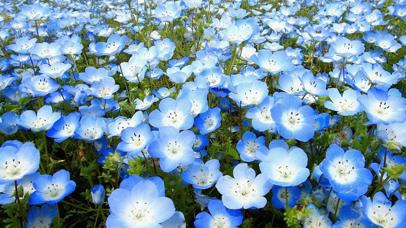 nemophila