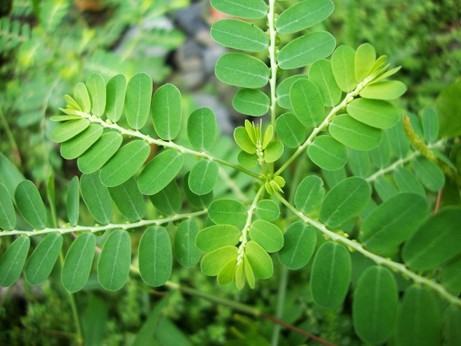 diệp hạ châu