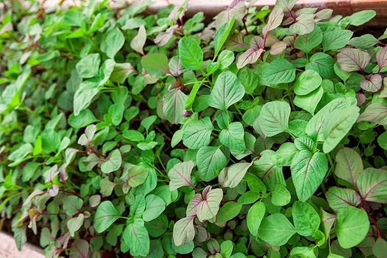 dền đỏ