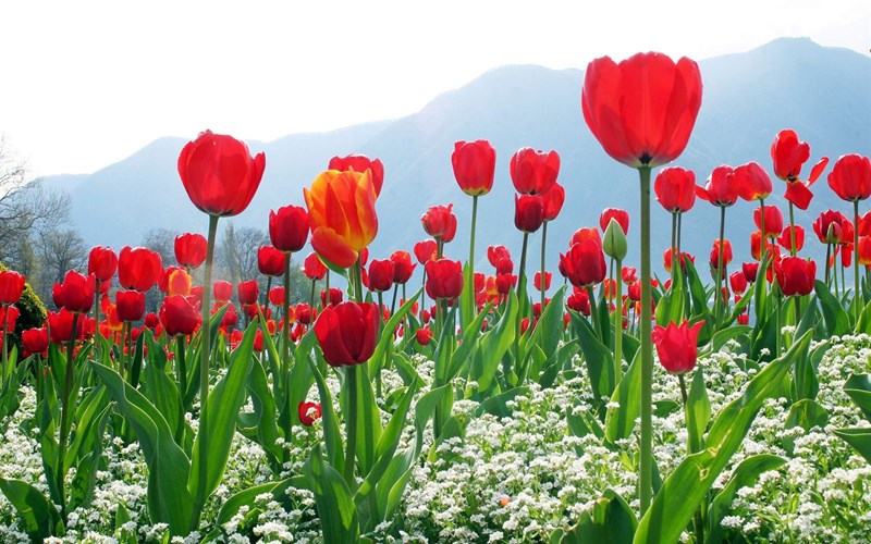 tulip