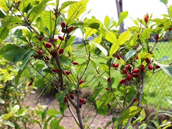 cây thần kỳ