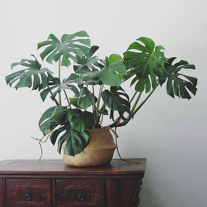 trầu bà lá xẻ