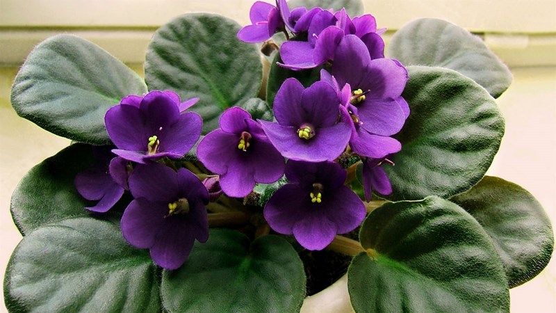 violet