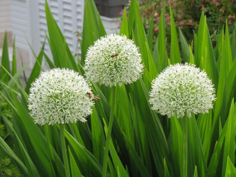 allium