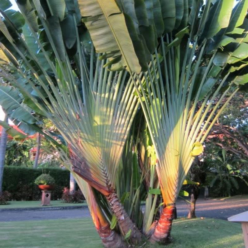 cây chuối rẻ quạt