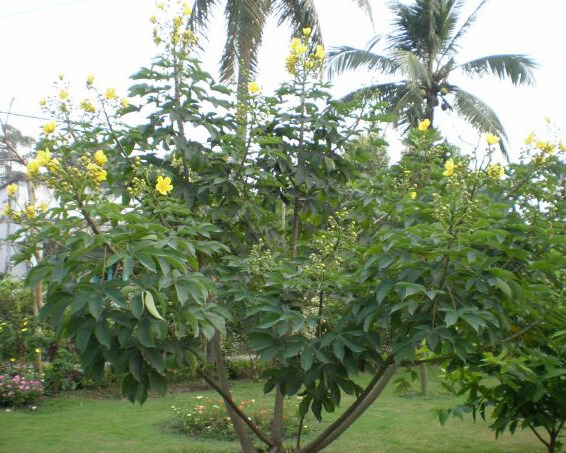 cây mai hoa đăng
