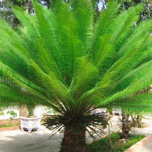 cây vạn tuế