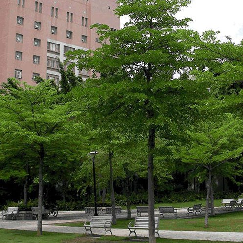 cây bàng đài loan