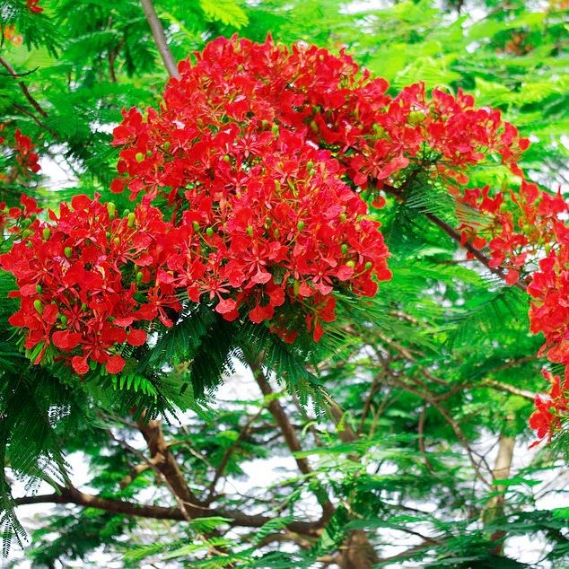 phượng vỹ