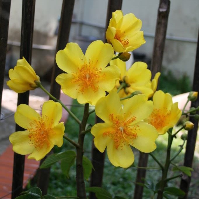 cây mai hoa đăng