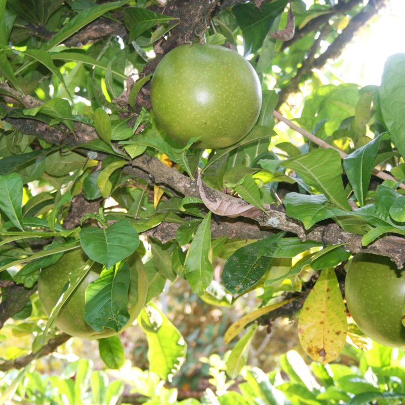 cây đào tiên