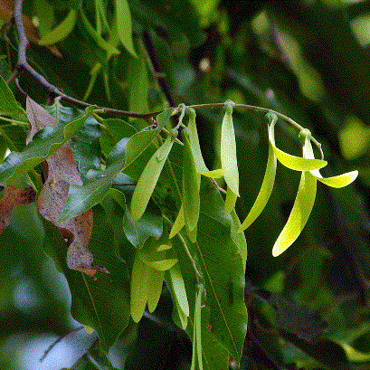 cây sao đen