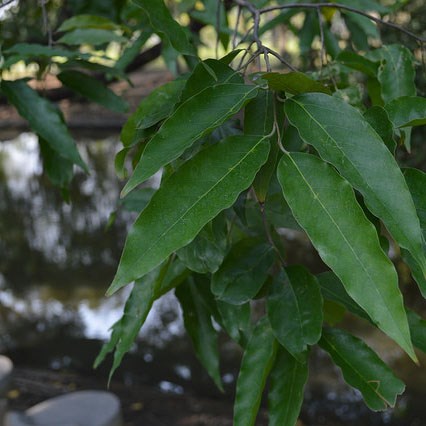 cây sao đen
