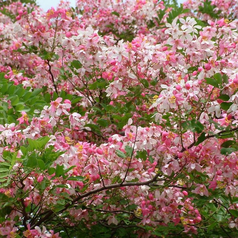 cây muồng hoa đào