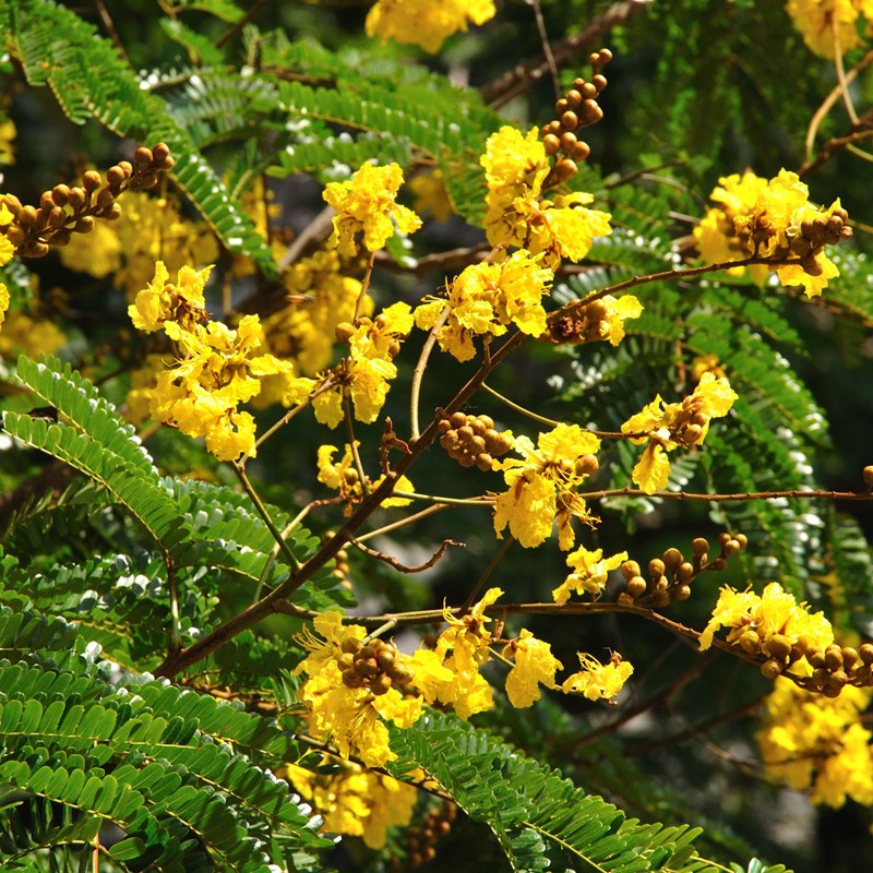 cây lim xẹt