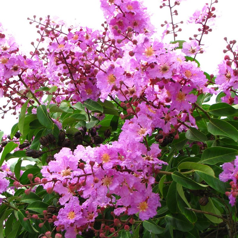 cây bằng lăng nước