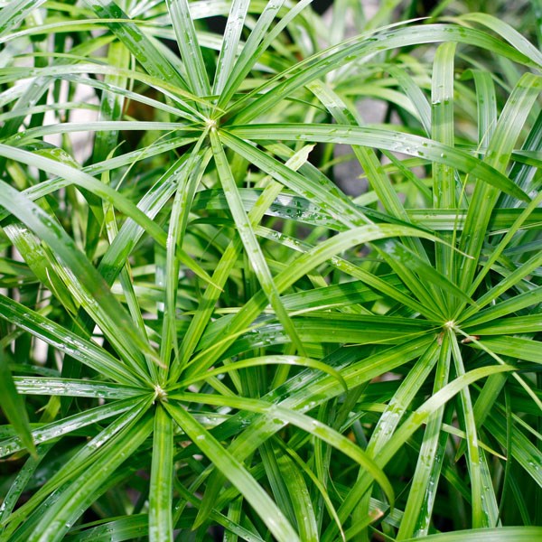 cây thủy trúc