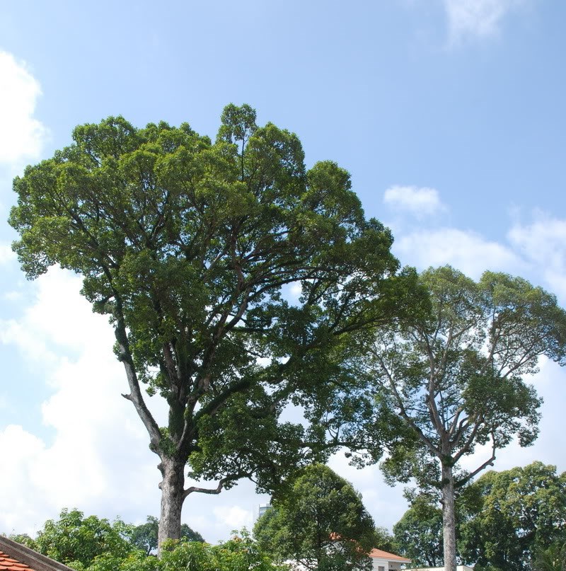 cây dầu rái