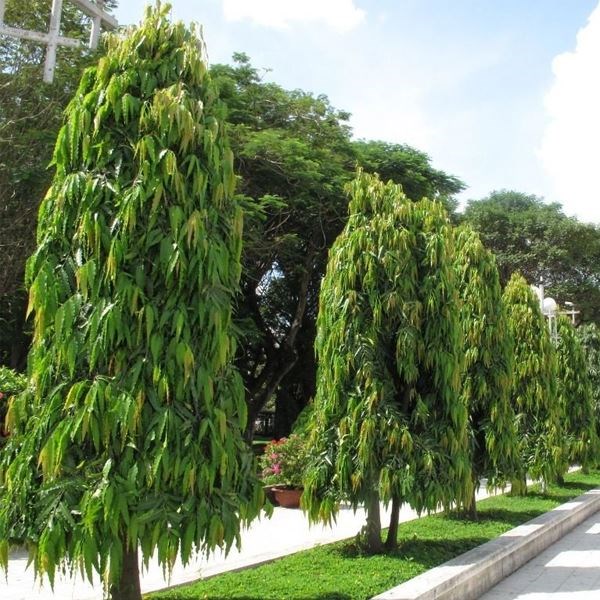 cây hoàng nam