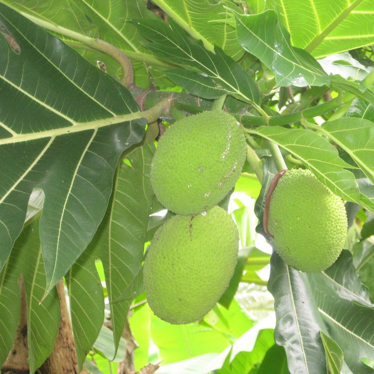 cây sa kê